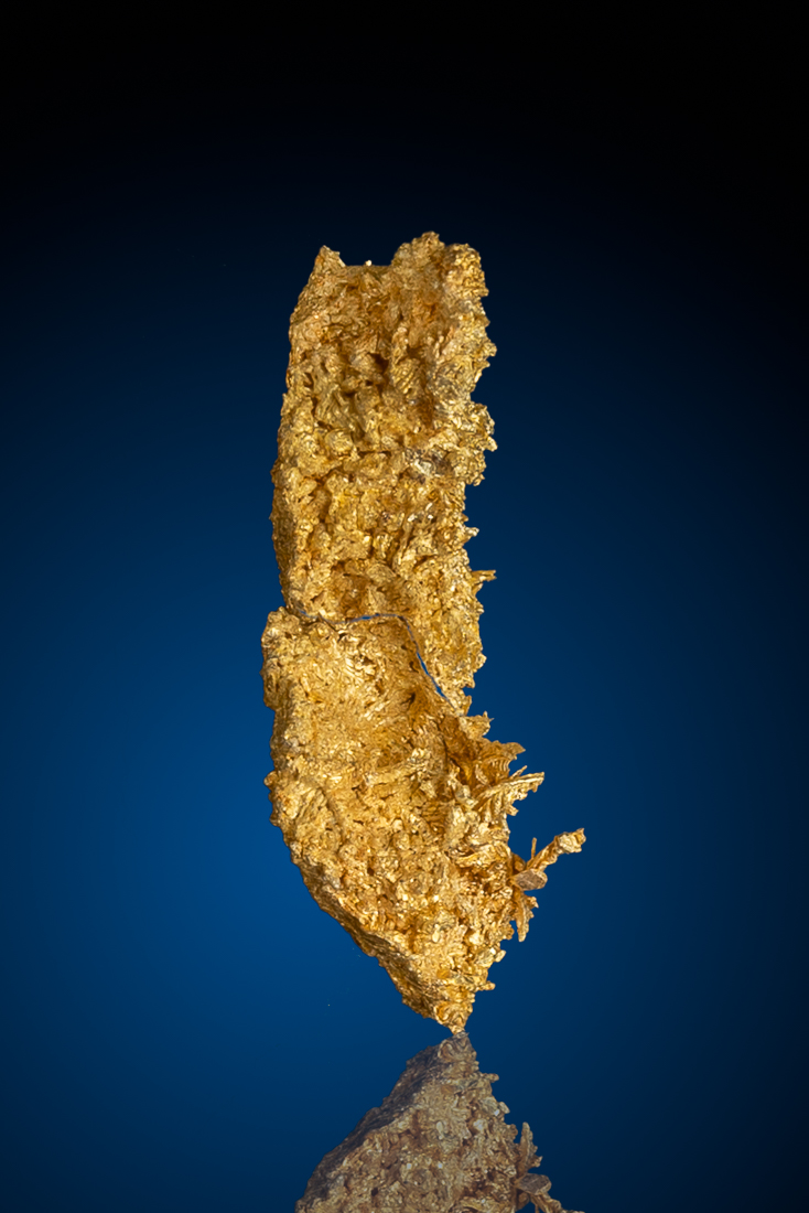 (image for) Long and Well Crystallized Gold Specimen from the Famous Round Mountain Gold Mine, NV - 2.17 grams